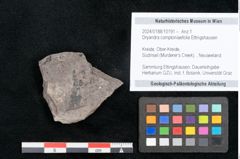 Foto (Objekt + Etikett) von Dryandra comptoniaefolia Ettingshausen (NHMW-GEO-2024-0188-10191)